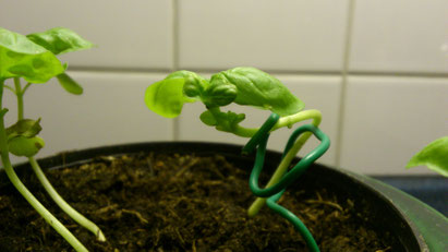 price of a bonsai tree Bonsai main image 1