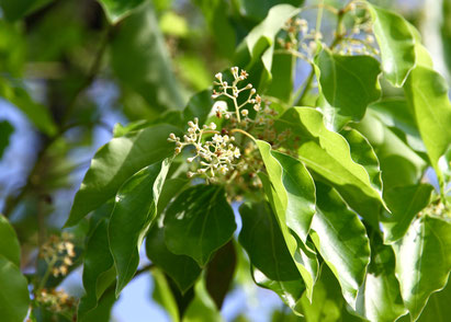 Cinnamomum camphora