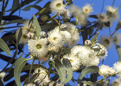 Eucalyptus globulus