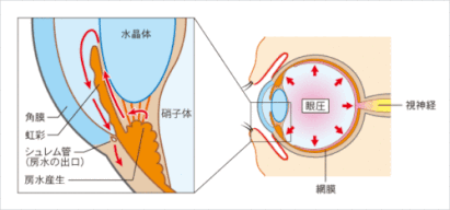 緑内障の点眼薬/長谷川動物病院