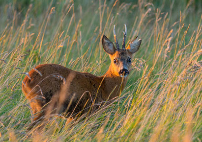 Junger Rehbock (Foto: Naturbildarchiv Roland Günter)