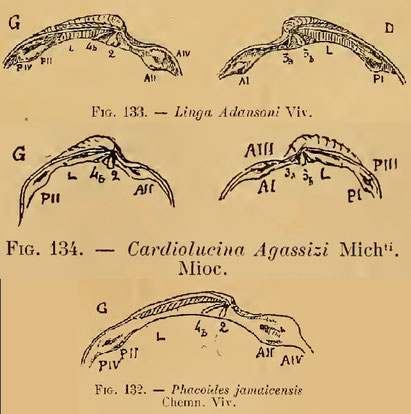 Cerniere di alcuni Lucinidae miocenici.