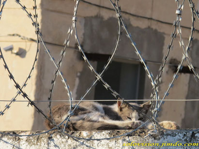 Засекреченный балаклавский кот под строгой охраной.