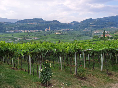 Valpolicella-vin-rouge-Italie