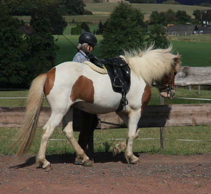 Islandpferd Helgi läuft an der Bande auf dem Reitplatz entlang. Die Reiterin geht zwischen ihm und der Bande. Sie treibt durch ihre Körpersprache die Schulter des Pferdes vorwärts und die Hinterhand leicht seitwärts: Schenkelweichen am Boden