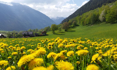 Nach dem Überschuss an Pollen und Nektar im Frühjahr folgte das schlechteste Honigjahr für Maltataler Imker seit mehr als 20 Jahren