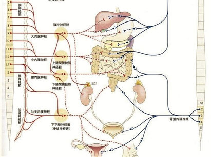 子宮周囲の動脈と自律神経（［交］下腹神経と［副］骨盤内臓神経）