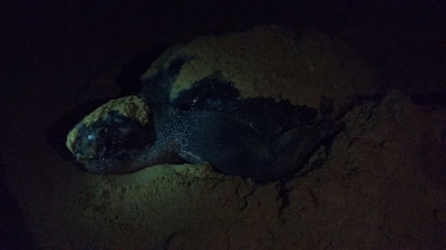 Leatherback turtles nest all long the beach at White Pearl Resorts, Mozambique. Dante Harker