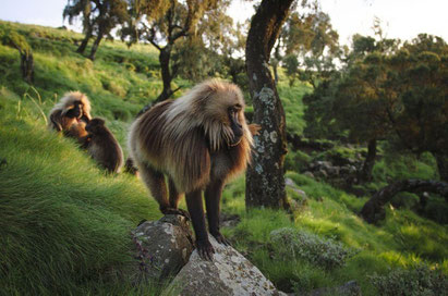 Endangered Gelada Baboons in the Simien Mountains, Ethiopia. Dante Harker