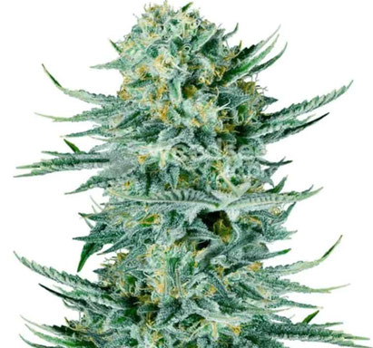Blue Dream