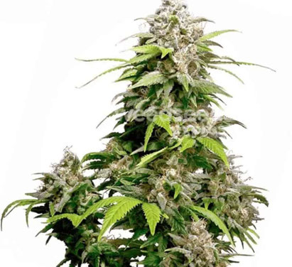 Pineapple Express Cannabissorte