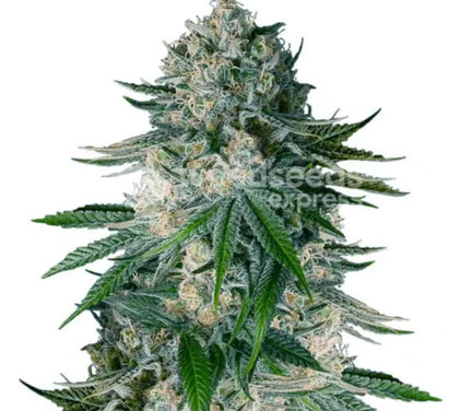 White Widow Cannabis Sorte