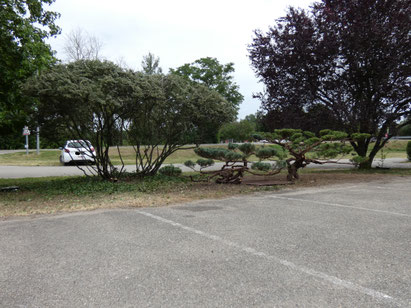 Taille Niwaki sur arbustes Juniperus à Replonges (01), près de Mâcon