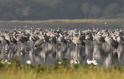 Dutzende großer grauer Vögel, deren Silhouetten sich im glatten Wasser spiegeln.
