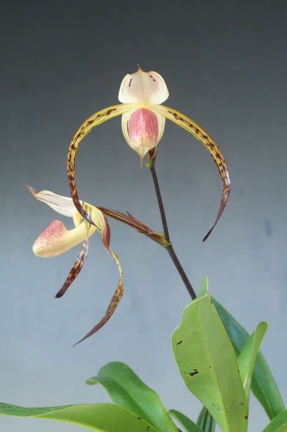 農場だより - (株)東京オーキット・ナーセリー