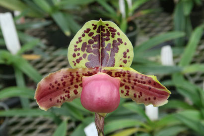 パピリオ・カキカス（1オス・ペルー） アクアテイク‐E ブログ: 2025.2.7(金)入荷情報