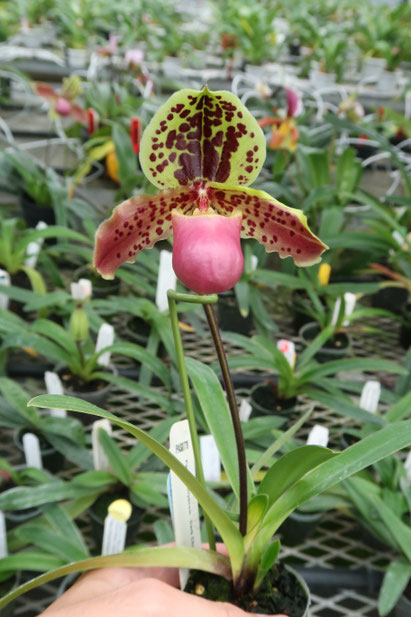 パピリオ・カキカス（1オス・ペルー） 農場だより - (株)東京オーキット・ナーセリー