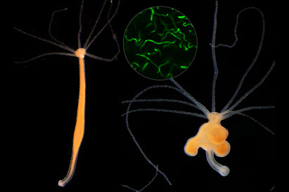 Die Besiedlung eines gesunden Individuums der Art Hydra oligactis (links) mit einer fremden Bakterienart (im Kreis) aus der Gruppe der Spirochäten führt zum Wachstum von Tumoren (rechts). (Foto: Dr. Kai Rathje, Dr. Alexander Klimovich)