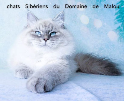 Couleur : Blue tabby point