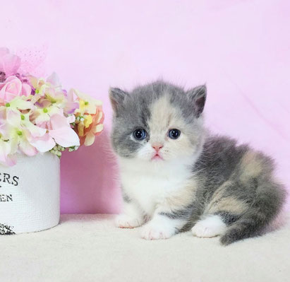alt="ミヌエット子猫、極短足な女の子画像1"