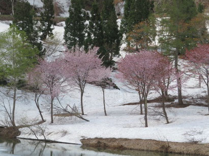 残雪の雪原に咲く桜。