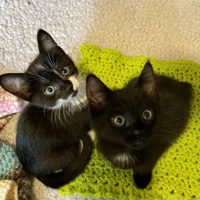 Home Cowichan Cat Rescue