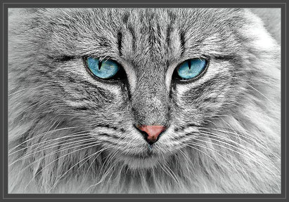 Foto: pixabay.com - Symbolfoto