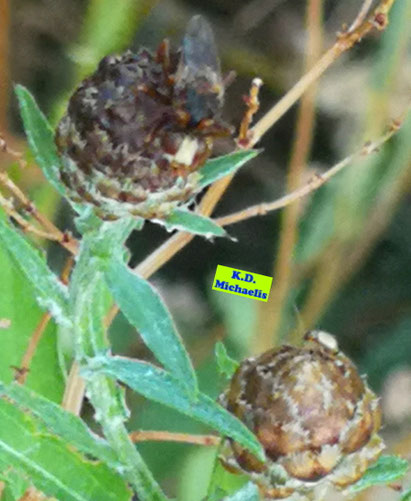 Blütenknospen der Wiesen-Flockenblumen links mit Schwebfliege und rechts mit Mini-Käferchen