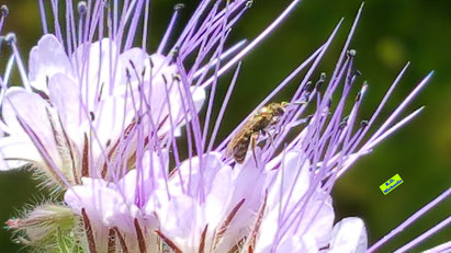 Nahaufnahme der lila Phacelia-/Büschelschön-Blüten inklusive einer winzigkleinen Wildbiene beim Mittagessen. Evtl. eine Furchen- bzw. Schmalbienenart. Bild K.D. MIchaelis