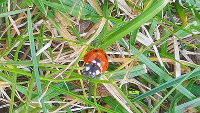 Marienkäfer (rot mit schwarzen Punkten) im Gras. Bild K.D. Michaelis