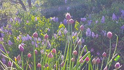 Lila Blütenknospen des Schnittlauchs im morgendlichen Frühlingssonnenschein vor einem ebenfalls gerade in voller Blüte stehenden hellvioletten Flieder. Bild K.D. Michaelis