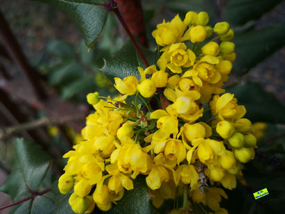 Auffällig gelb leuchtende Blütendolde einer Mahonie, deren einzelne Blütenknospen teilweise noch geschlossen und teilweise aber auch schon aufgeblüht sind. Bild K.D. Michaelis
