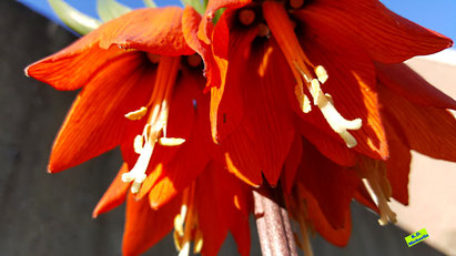 Blick in das Innere der kräfig orangeroten Blütenkelche einer Kaiserkrone mit ihren langen Staubgefässen im Frühlingssonnenschein. Bild K.D. Michaelis 