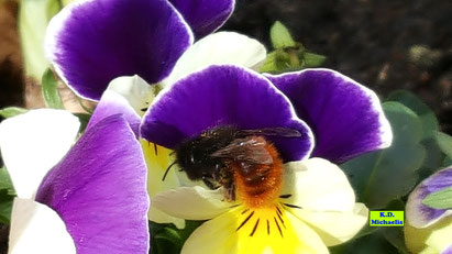Nahaufnahme einer Gehörnten Mauerbiene bei der Nahrungsaufnahme in der Blüte eines weiß-gelb-lilafarbenen Hornveilchens im Frühlingssonnenschein. Bild K.D. Michaelis