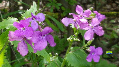 Violett blühende Blütenbüschel des Einjährigen Silberblattes mit seinen hellgrünen, grob gezahnten, herzförmigen Blättern. Bild K.D. Michaelis