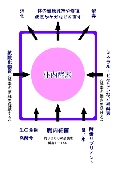 体内酵素の消耗と補給の関係