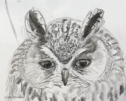 Moyen-duc Asio otus , dessin Jean Chevallier