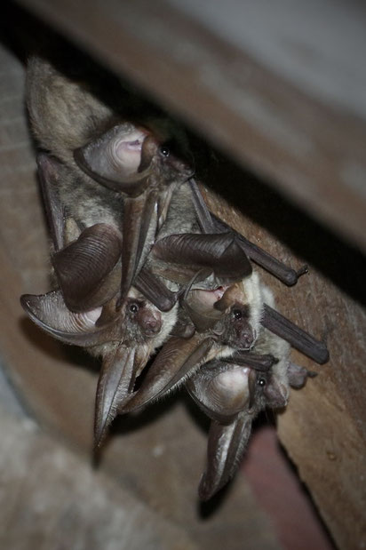 Drei ruhende Langohrfledermäuse hängen kopfüber an Holz.  Die Tiere sind eng beieinander, mit ihren langen, auffälligen Ohren nach vorne gerichtet. Die Detailaufnahme zeigt die feinen Härchen.