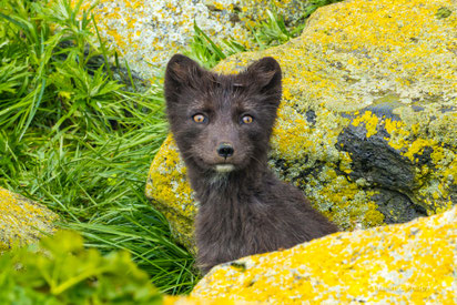 Polarfuchs / Arctic fox, St. Paul Island, Beringsee