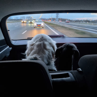 Veilig reizen met honden in de auto