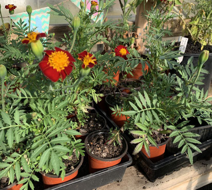 Court Jester Marigold in the greenhouse.