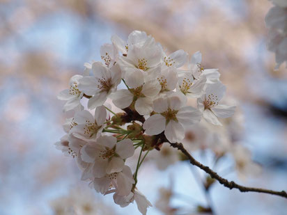 ●すっかり開花しました。3月27日に撮影。