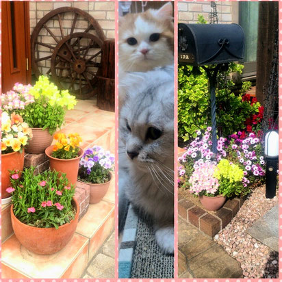 alt="ねこKuni猫舎の建物の雰囲気と一部の猫の様子”