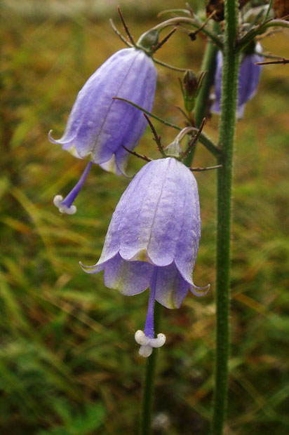 普通のツリガネニンジンの花柱の先端は3列します。　2009.9.22