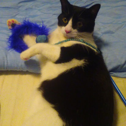 ジョニーくん 猫ちゃん 猫 にゃんこ ねこ ネコ ペットシッター シッティング中 川崎市