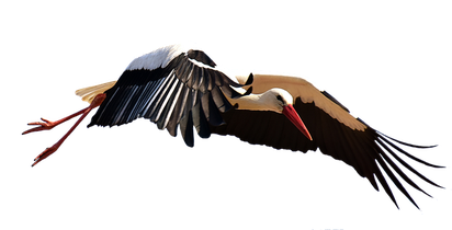 storch-fliegend-vogel