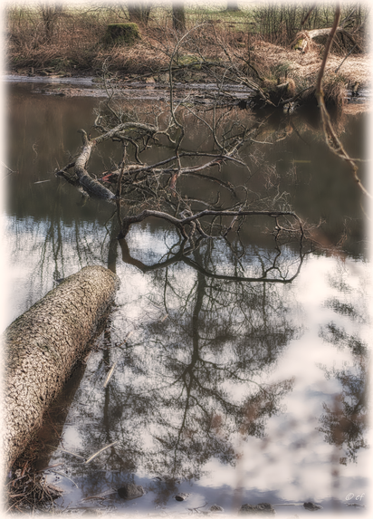Das Wasser & der gefallene Baum