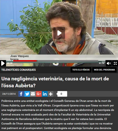 Una negligència veterinària, causa de la mort de l'óssa Aubèrta?. Polèmica entre una entitat ecologista i el Conselh Generau de l'Aran arran de la mort de l'óssa Aubèrta, que vivia a la Vall d'Aran. L'organització I