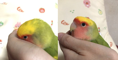 「おてての中で甘えるキミちゃん」