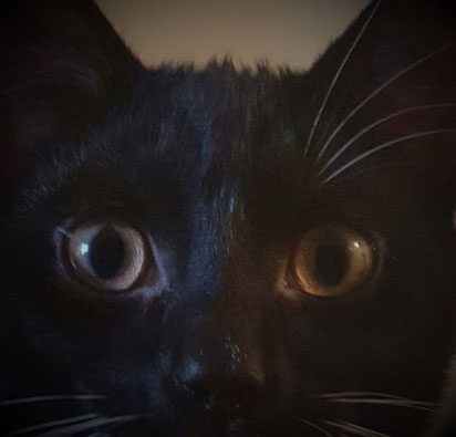 Wachsen Augenbrauen oder Schnurrhaare bei Katzen nach?